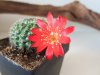 rebutia_bluete02.jpg