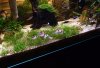 Corydoras-adolfoi-2.jpg