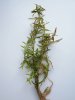 Rotala_rotundifolia.jpg