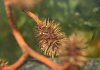 bees nz5.jpg