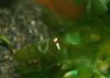 bees nz10.jpg