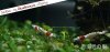 Akebinosato-Red-Bee-NoE2.jpg