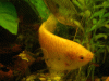cr-garnelen-083_1.gif