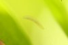 planarie2.jpg