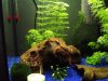 Aquarium 1 klein.jpg
