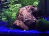 Aquarium 3 klein.jpg