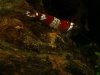 Aquarium 7 klein.jpg