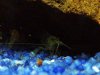 Aquarium 8 klein.jpg