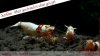 JustBee-EllenWang-E-Line.jpg