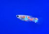 guppy-wf-brasilien-male-1.jpg