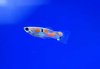 guppy-wf-brasilien-male-2.jpg