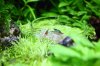 k-IMG_1095.JPG