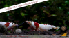 JustBee-PRL-Shrimps-apr2.png