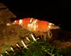 DSCF4448.jpg