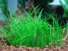 Eleocharis pussila - Zwergnadelsimse.JPG