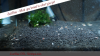 JustBee-PRL-Shrimps-becken1.png