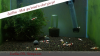 JustBee-PRL-Shrimps-becken5.png