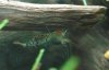 Blaue Tiger Garnele mit Eiern.JPG