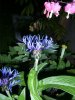 blüte1.jpg