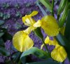 iris1.jpg