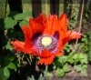 mohn1.jpg