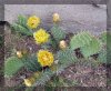 Kaktusblüte.jpg