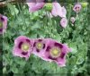 Mohn2.jpg