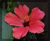 Hibiskus.jpg