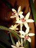 orchidee1.jpg