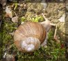 Weinbergschnecke.jpg