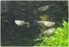4-Guppys-31-05-2015.jpg