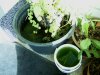 Chlorella6.JPG