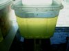 Chlorella0,5Labgesetzt1.JPG