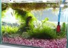 Guppy-Quarantaene-12Liter-1.jpg