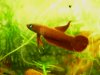 Betta rutilans M1.JPG