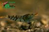 Blaue Tiger black eye.jpg