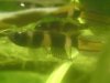 anulatus2.JPG