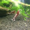 Shrimps3.jpg