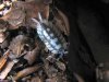 Porcellio expansus.jpg