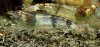 Caridina.jpg
