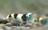 Superbeeshrimp-2.jpg