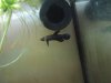 Betta persephone Ayer Hitam.jpg