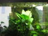 Anubias2.jpg