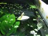 Anubias3.jpg