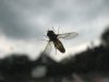 Schwebfliege.jpg
