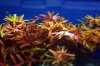 rotala-rotundifolia-2.jpg