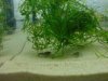45L Puer auf Sand.jpg