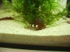 54L BW auf Blatt.jpg