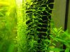 Rotala sp. 'Green'.jpg