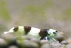 Superbeeshrimp-1.jpg